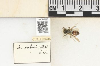 Media type: image;   Entomology 770572 Aspect: Labels
